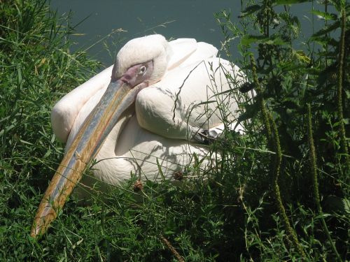white pelican crouching bird