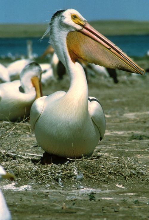 white pelican bird wildlife