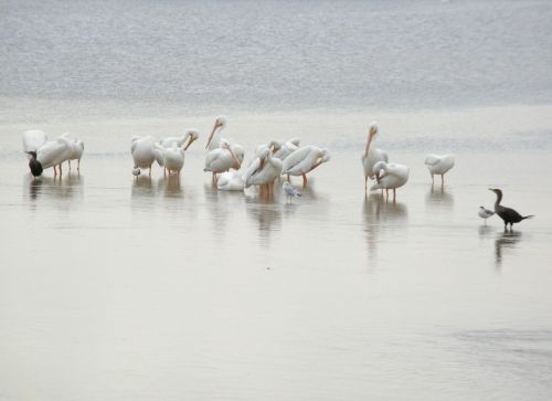 White Pelican Birds In Florida