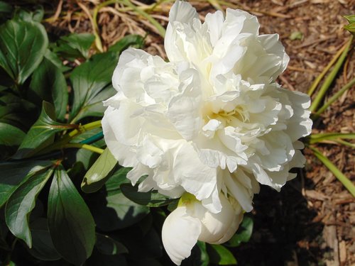 white peony  summer  sun