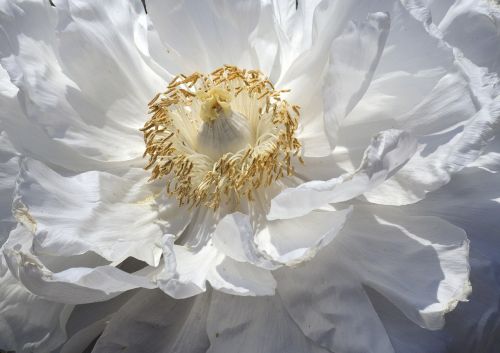 white peony flower bloom