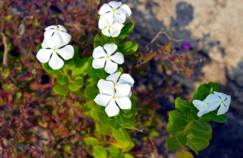 white periwinkle white flowers sadabahar