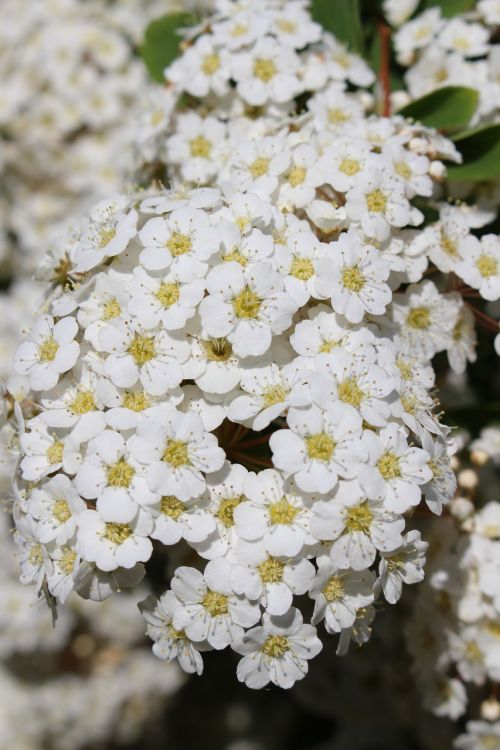 white petals blooming spring