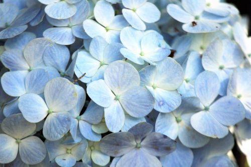 White Petals Background