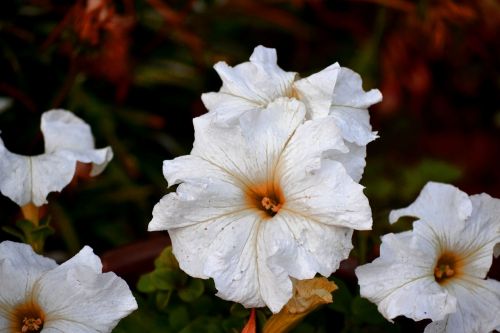 white petunia crisp bright