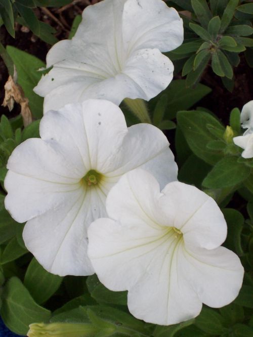 White Petunia Flowers