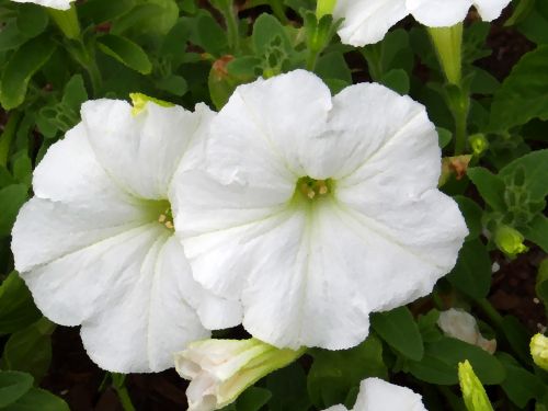 White Petunia With Effects