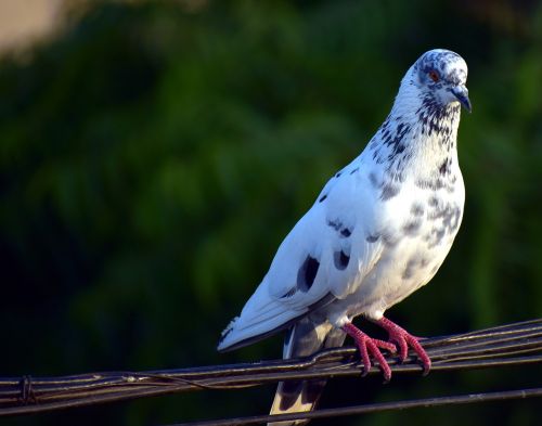 white pigeon feral pigeon bird