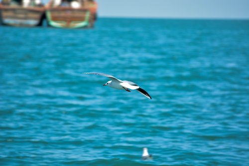 white pigeon  sea  india