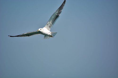 white pigeon  sea  india