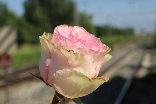 white pink rose rail crossing accident place