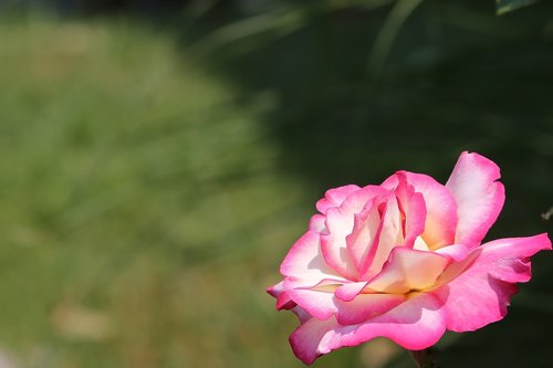 white pink rose  flower  spring