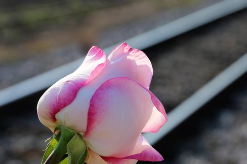 white pink rose  near railway  colorful