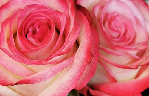 white pink roses  blooming  love