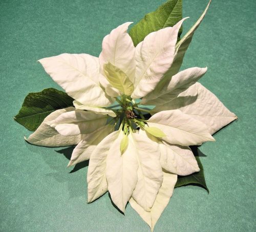 white poinsettia christmas flower leaves