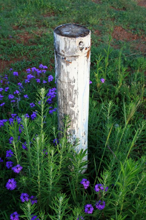 White Pole Of Wood
