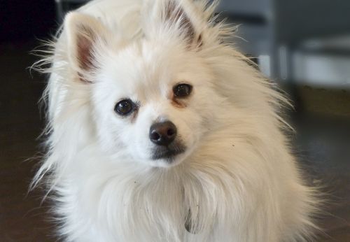 White Pomeranian