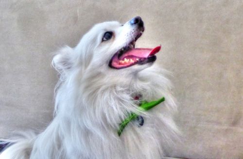 White Pomeranian Dog