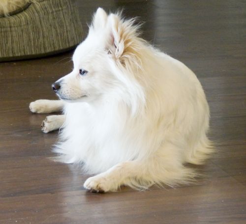 White Pomeranian Profile