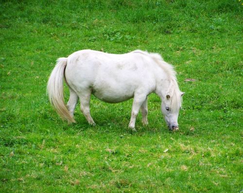 white pony white horse hoofed animals