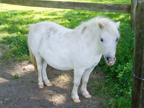white pony small white horse hoofed animals