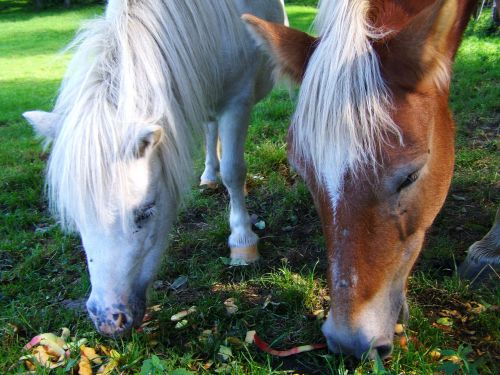 white pony brown horse ungulates