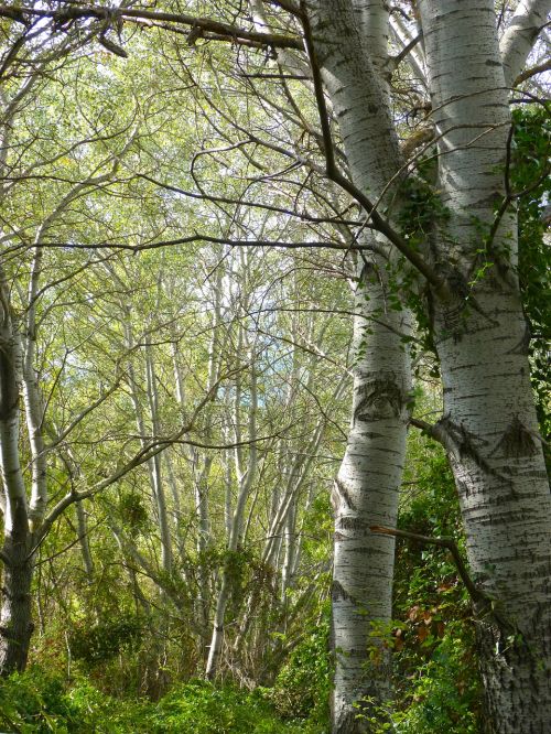 white poplar riparian forest alameda