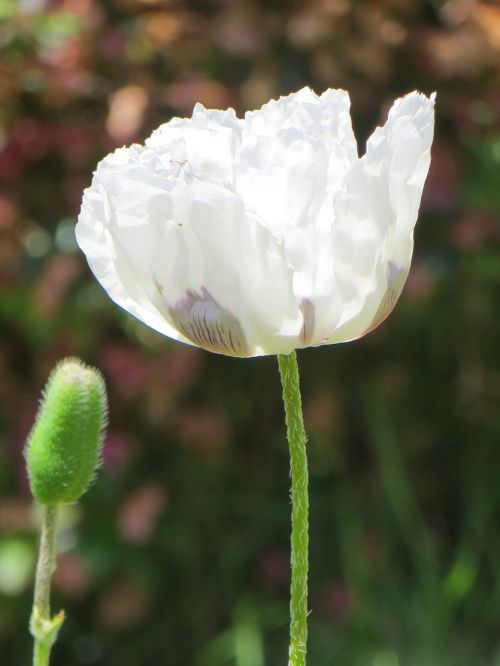 white poppy flower close
