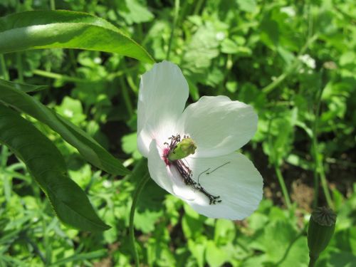 white poppy green flower