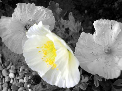 white poppy poppy flower poppy