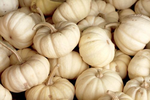 White Pumpkins