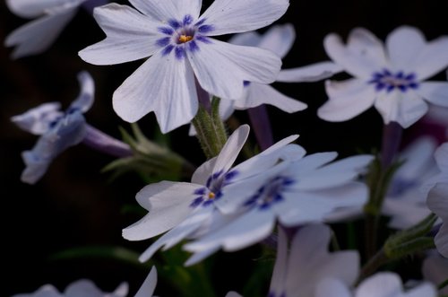 white-purple flower  macro  nature