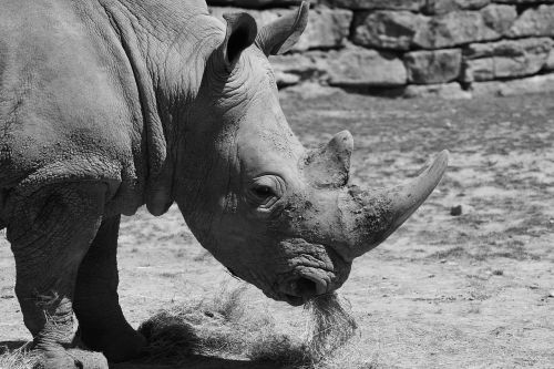 white rhino zoo africa