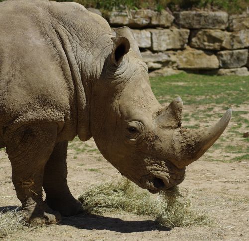white rhino zoo africa