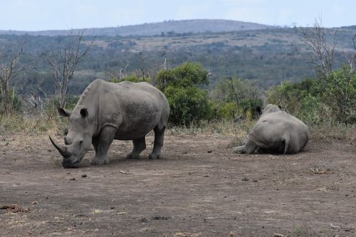 white rhino rhino south africa