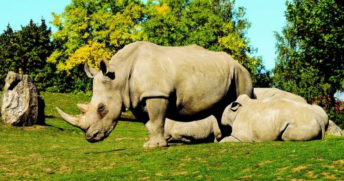 white rhinoceros ceratotherium simum animals