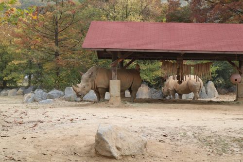 white rhinoceros everland zoo