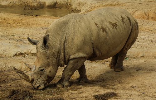 white rhinoceros white rhino rhinoceros