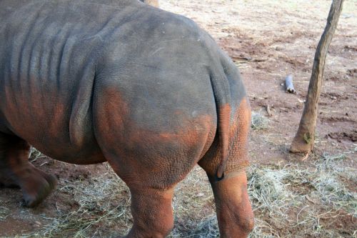 White Rhinoceros Behind