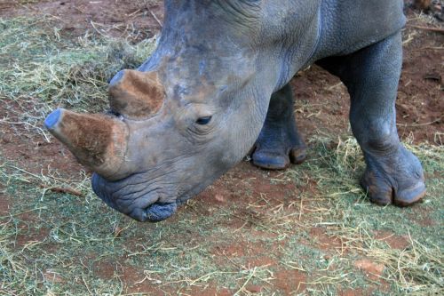 White Rhinoceros Head