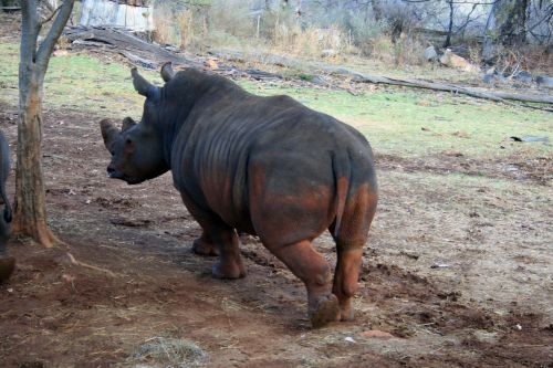 White Rhinoceros Walking Away