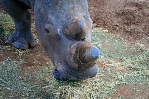 White Rhinoceros With Cut Horn