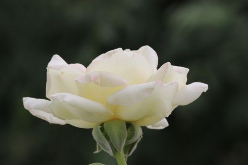 white rose whiterose flower