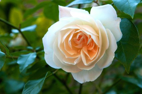 white rose love yellow