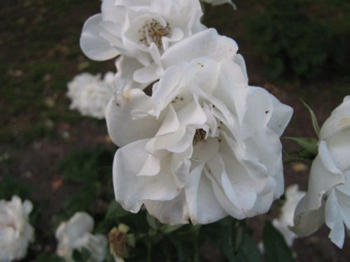 White Rose