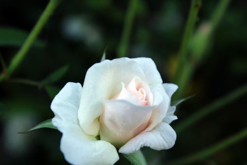 White Rose