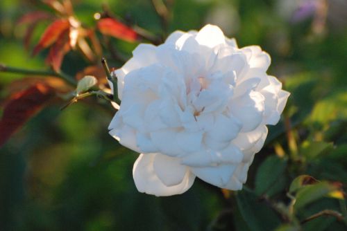 White Rose