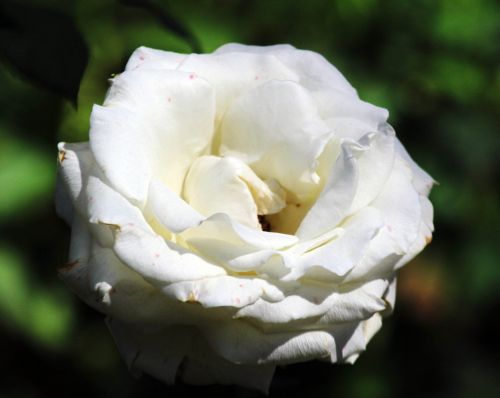 White Rose