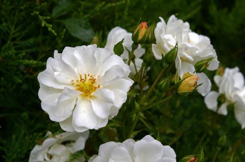white rose rose blossom
