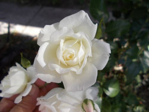 White Rose